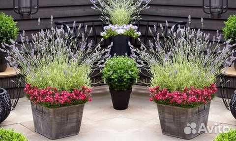 Лаванда саженцы