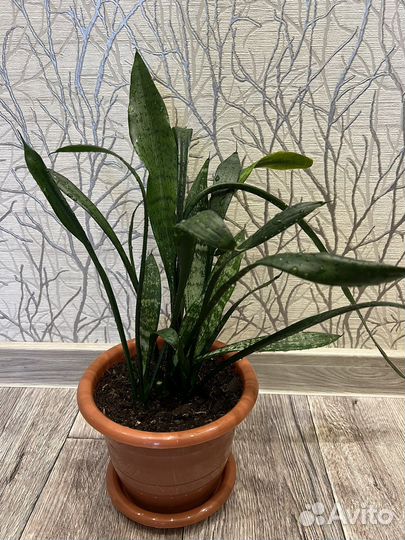 Сансевиерия, тещин язык