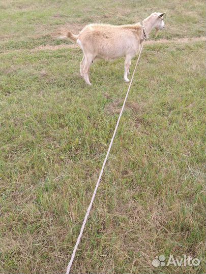 Зааненская дойная коза