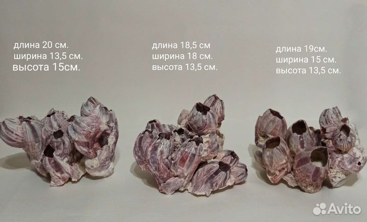 Кораллы Балянусы