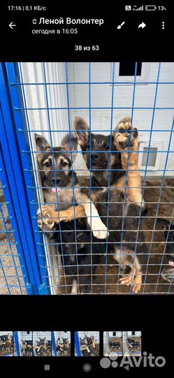 Щенки метисы от овчарки