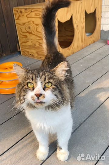 Добрый, спокойный, интеллигентный кот