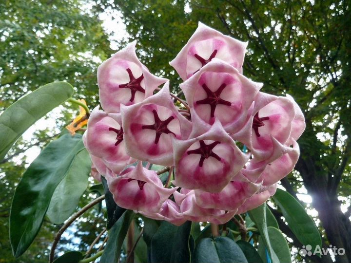 Hoya Carnosa Tricolor (срез)