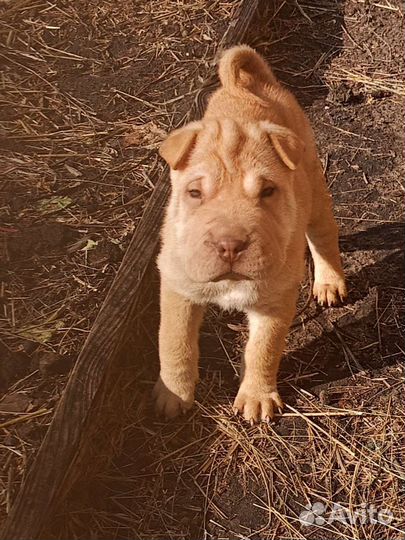 Щенки шарпей