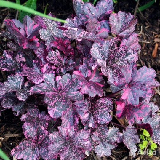 Набор гейхер 10 сортов