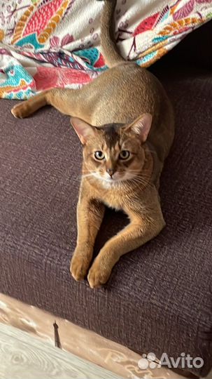 Абиссинец вязка