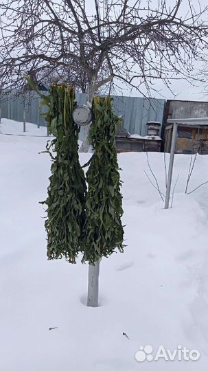 Иван чай лесной, высушен в темном месте