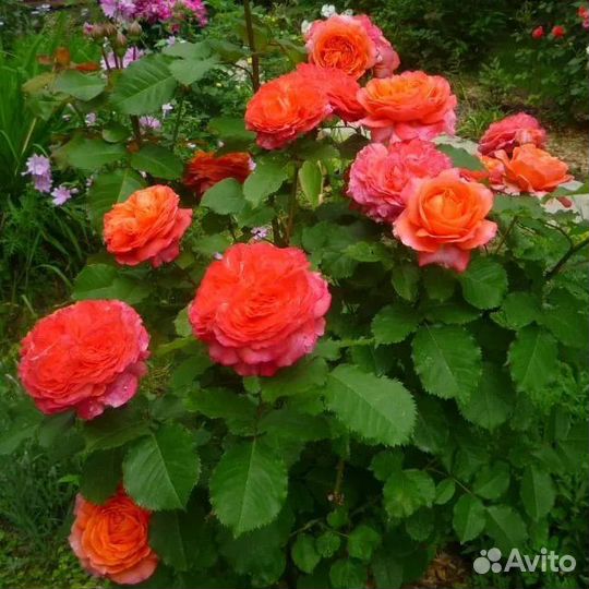 Розы (зкс)