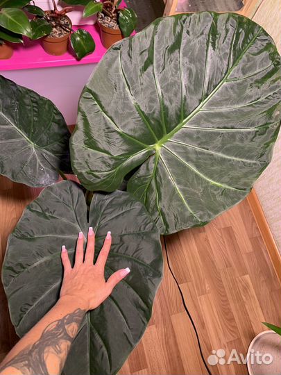 Алоказия Регал Шилдс