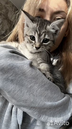 Золотая шиншилла