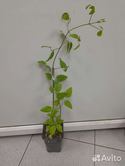 Клематис Асао