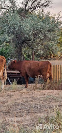 Коровы дойные с телятами