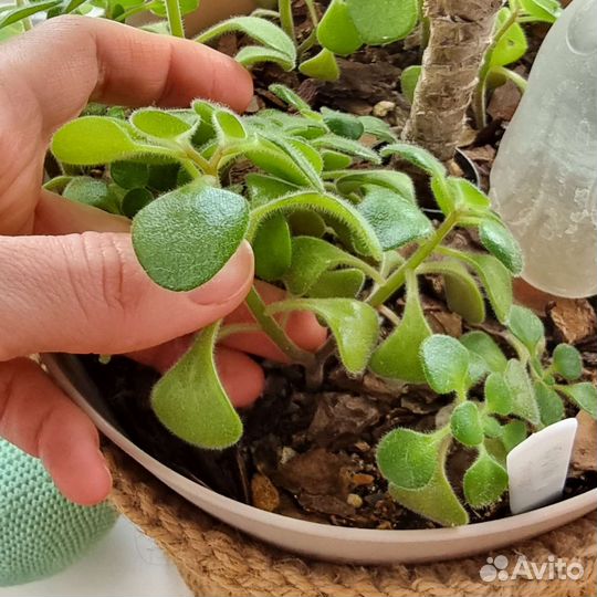 Цветы, растения разные