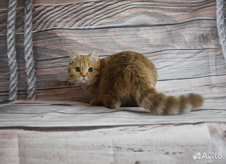 Клубная британка кошечка