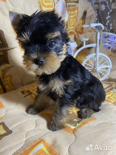 Йоркширский терьер