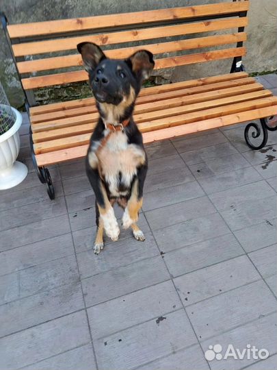 Щенок- подросток в заботливые ручки