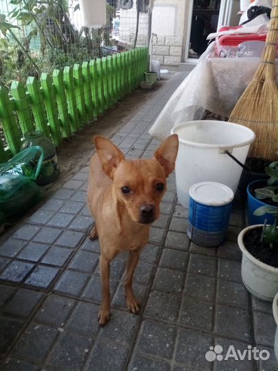 Вязка,тойтерьер,лео