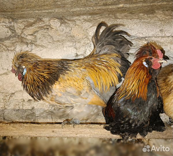 Молодые петухи