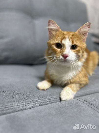 Котик Абрикос ищет любящих хозяев