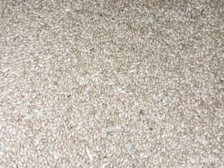 Зерно пшеница оптом
