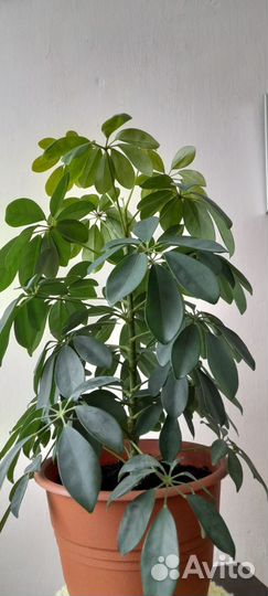 Комнатные цветы шефлера