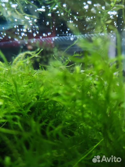 Яванский мох