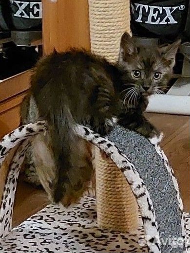 Кошка в дар бесплатно