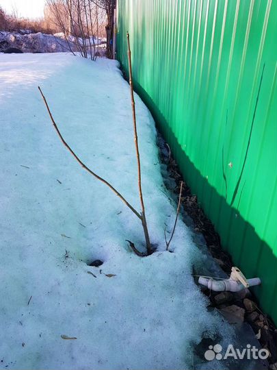 Семена южного дерева Катальпа