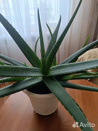 Цветок алое вера, 5 лет