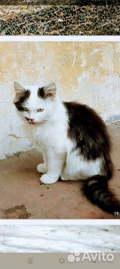 Кошки