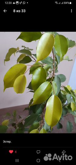 Комнатные растения