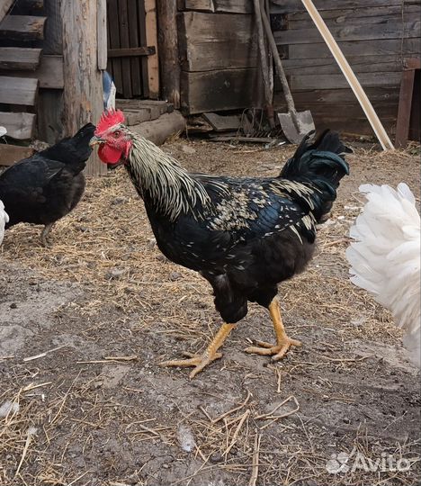 Молодые петухи в рядом