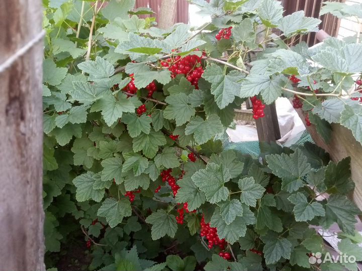 Смород красн и чёрн сада заморз и свежая саженцы