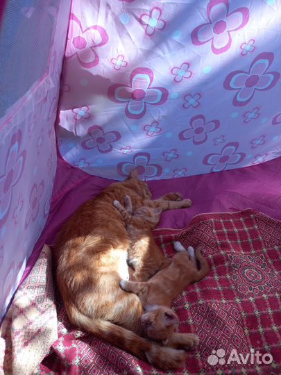 Кошка в дар бесплатно