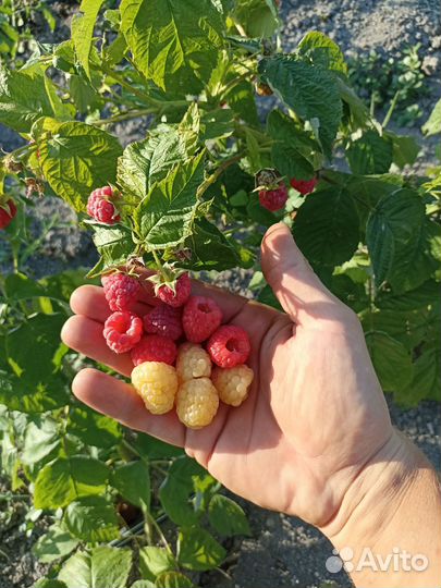 Саженцы Малины топовых Сортов Маравила Энросадира