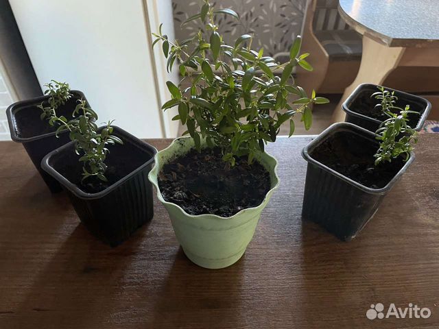 Комнатные цветы мирт