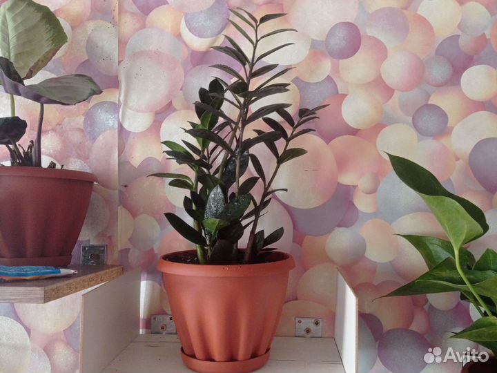 Замиокулькас