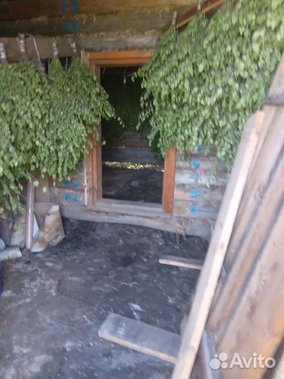 Веники береза