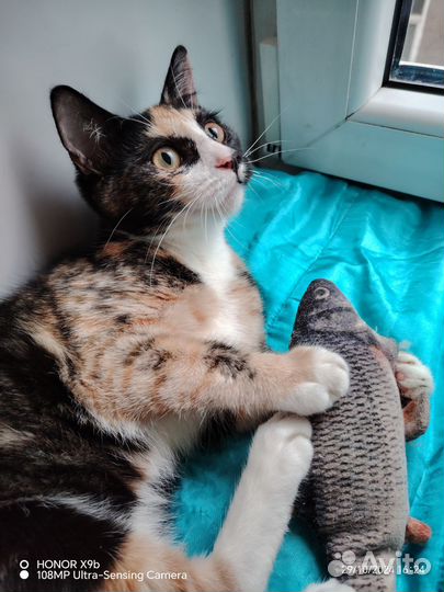 Котята ищут дом