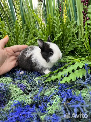 Карликовый кролик