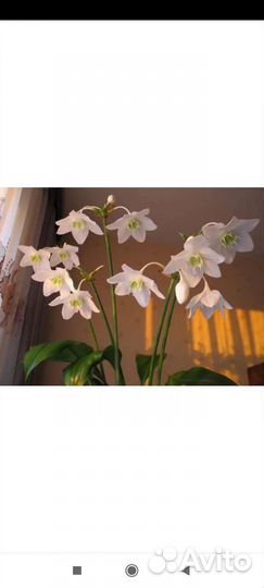 Фикус мокламе, эухарис/амазонская лилия