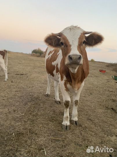 Домашние животные