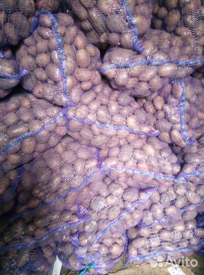 Картофель семенной Пикассо, на корм скоту