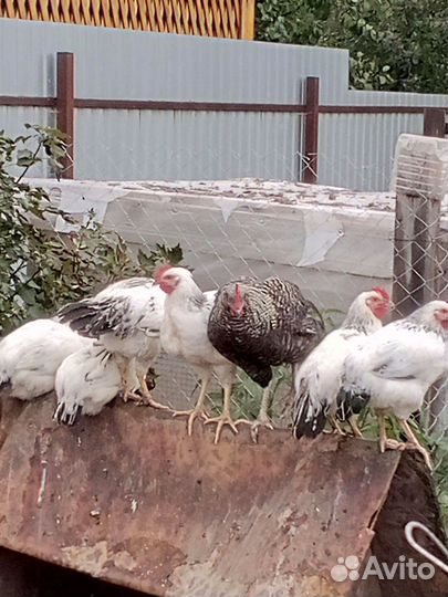 Молодые петушки