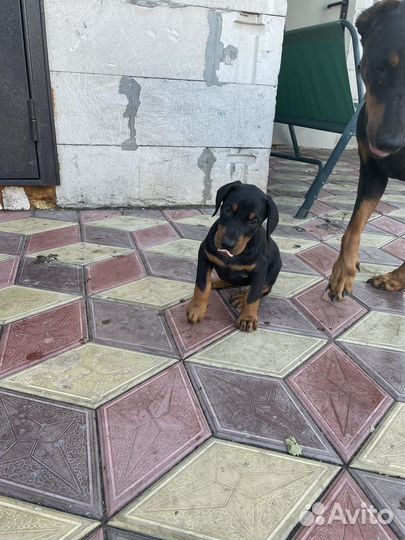 Щенки добермана