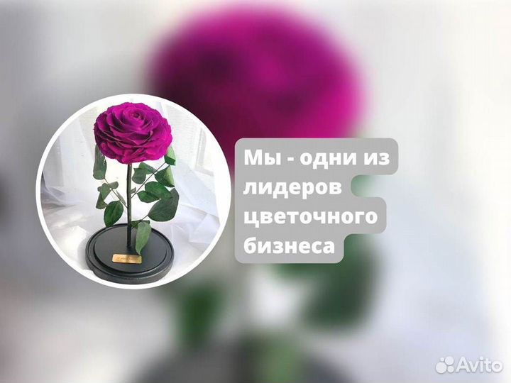 Живая роза в колбе