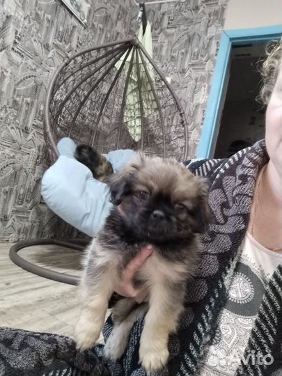 Щенки пекинеса