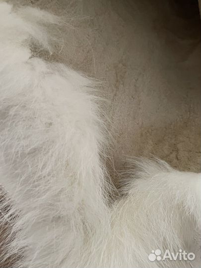 Шкурки песца