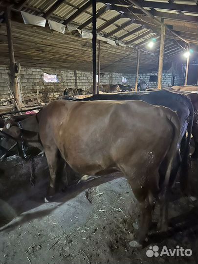 Коровы не стельные