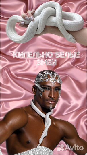 Аренда змей, питона, удава, животных на фотосессию